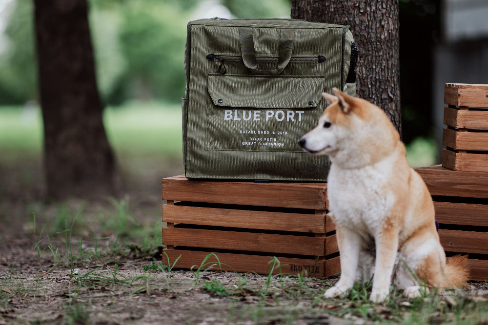 背部可全開設計，讓寵物自由出入｜Blue Port